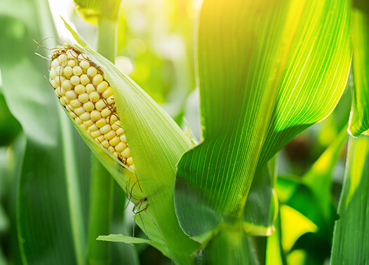 Promocja Syngents na środki ochrony roślin - kukurydza
